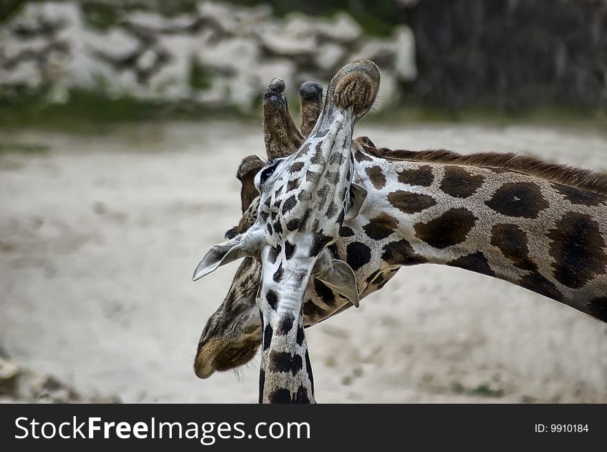 Family of giraffes. Mum and the kid