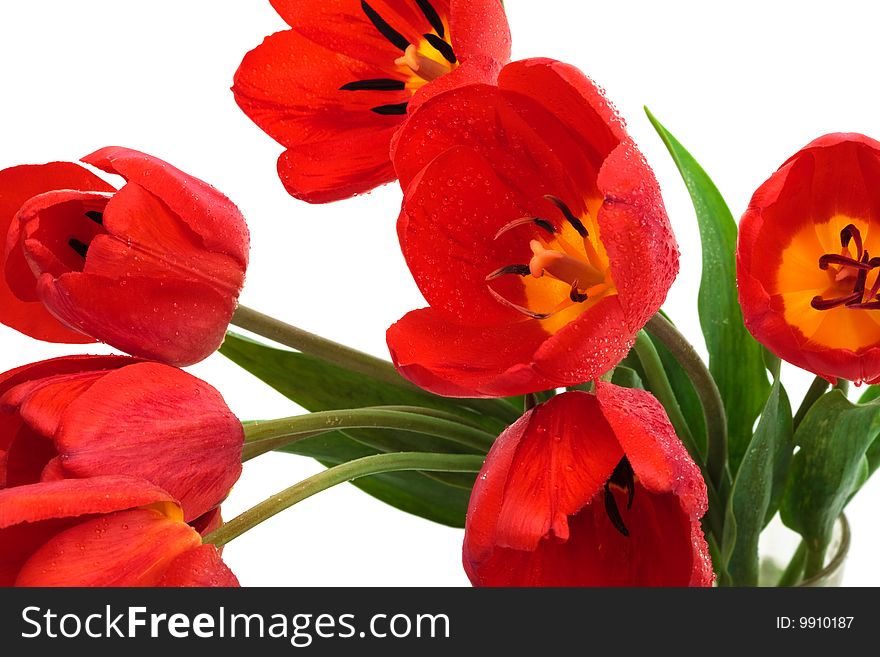 Beautiful bouquet of tulips on a white background