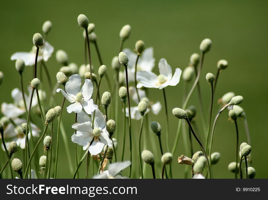 Fade white anemone flowers blossom. Fade white anemone flowers blossom