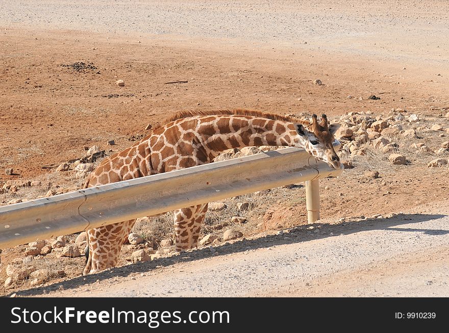 A giraffe off the road resting his head on the steel barrier. A giraffe off the road resting his head on the steel barrier