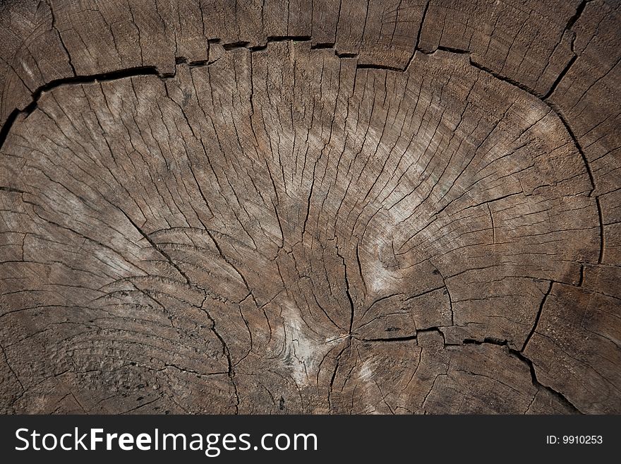 Huge tree trunk cross section texture view. Huge tree trunk cross section texture view