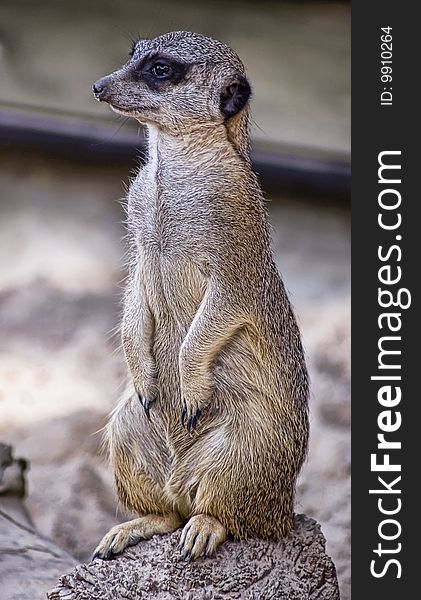 Side profile portrait of a suricate