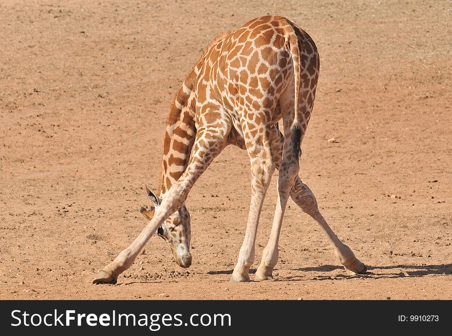 A bandy legged giraffe bending over. A bandy legged giraffe bending over