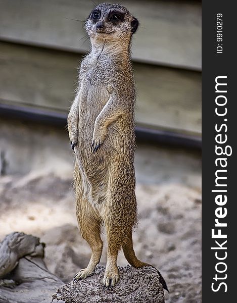 Side profile portrait of a suricate