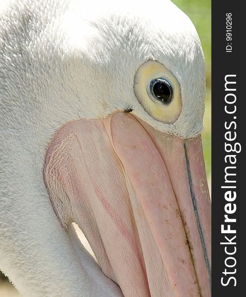 A close up of a pelican. A close up of a pelican