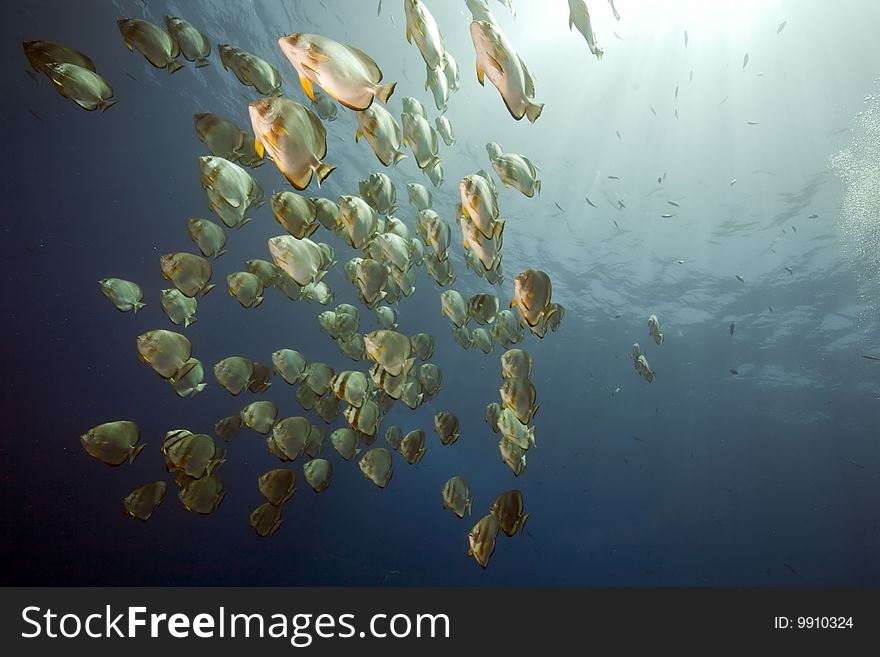 Ocean And Orbicular Spadefish
