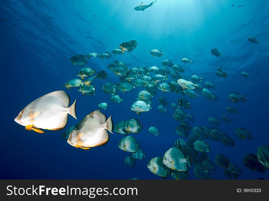 Ocean and orbicular spadefish taken in the red sea.