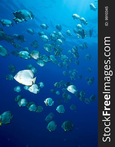 Ocean and orbicular spadefish taken in the red sea.