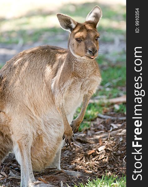 A kangaroo in adelaide australia. A kangaroo in adelaide australia