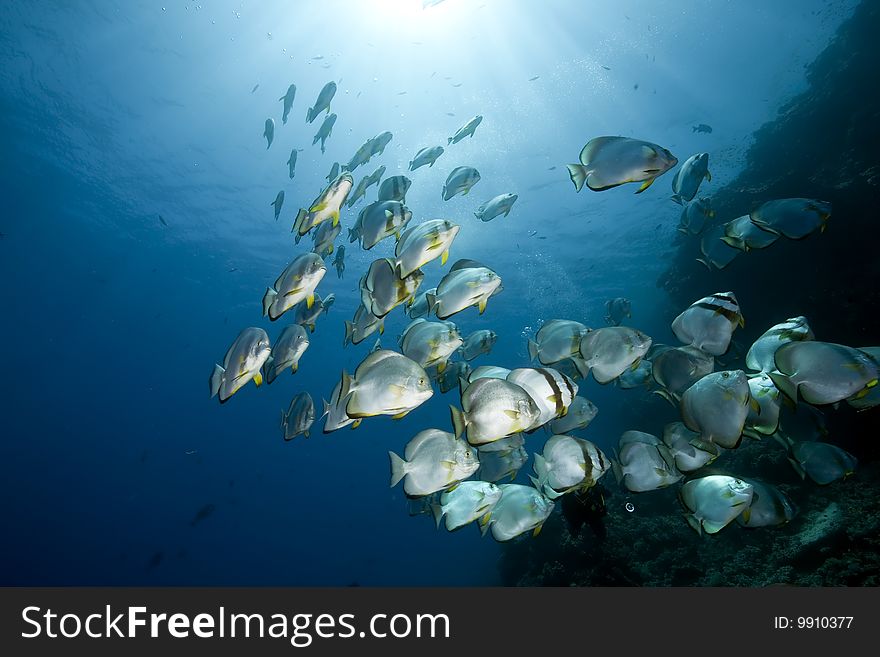 Ocean and orbicular spadefish