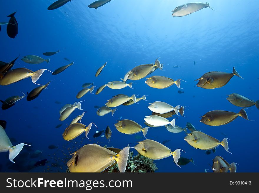 Ocean, coral and unicornfish taken in the red sea.