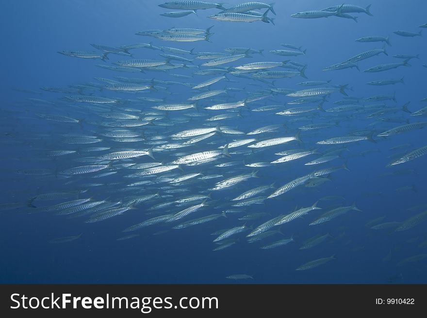 Ocean and barracuda taken in the red sea.