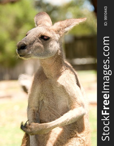 A kangaroo appearing to be sticking up two fingers. A kangaroo appearing to be sticking up two fingers