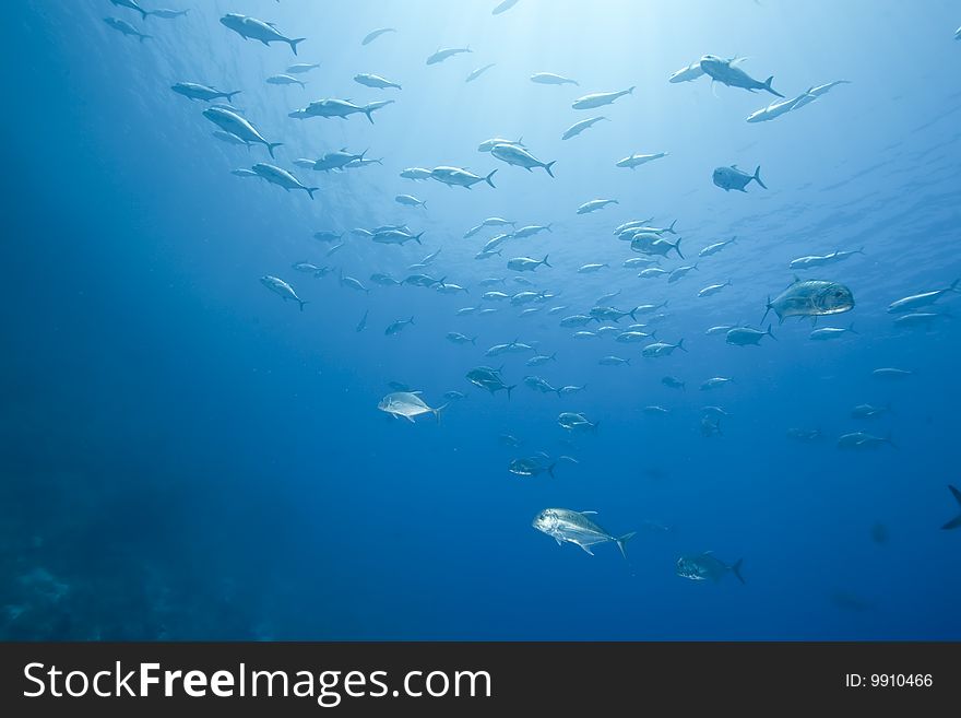 Ocean and giant trevally taken in the red sea.