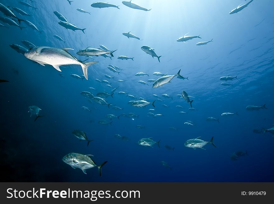 Ocean and giant trevally taken in the red sea.