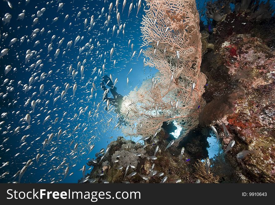 Ocean, coral and sun taken in the red sea.