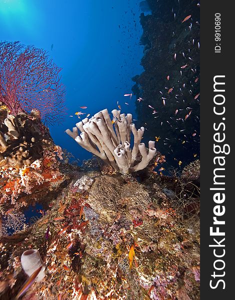 Ocean, coral and sun taken in the red sea.