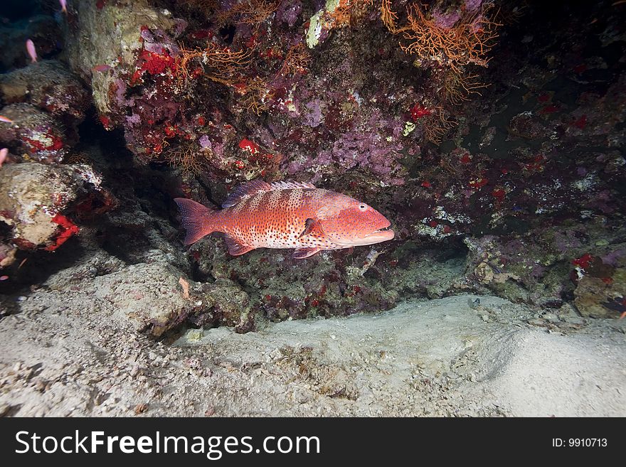 Ocean, coral and coralgrouper taken in the red sea.