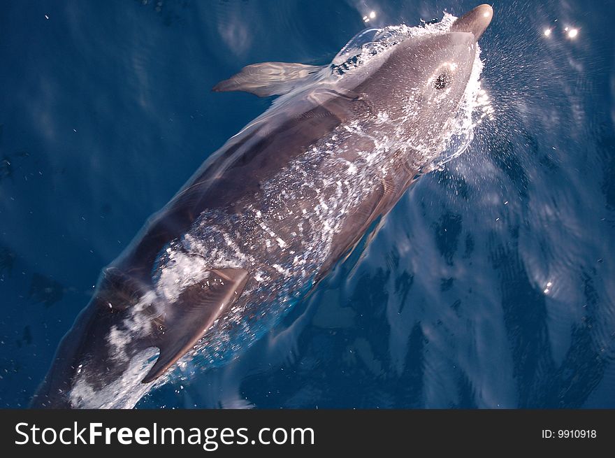 A striped dolphin riding the wave in front of a boat while it's breathing. A striped dolphin riding the wave in front of a boat while it's breathing