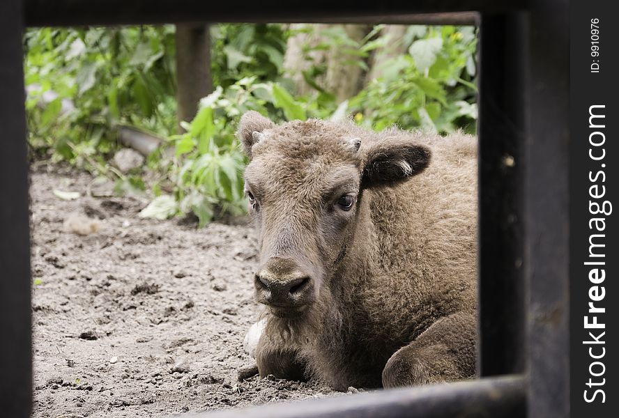 Young european bison born in captivity, in botanical garden. He never will experience freedom.