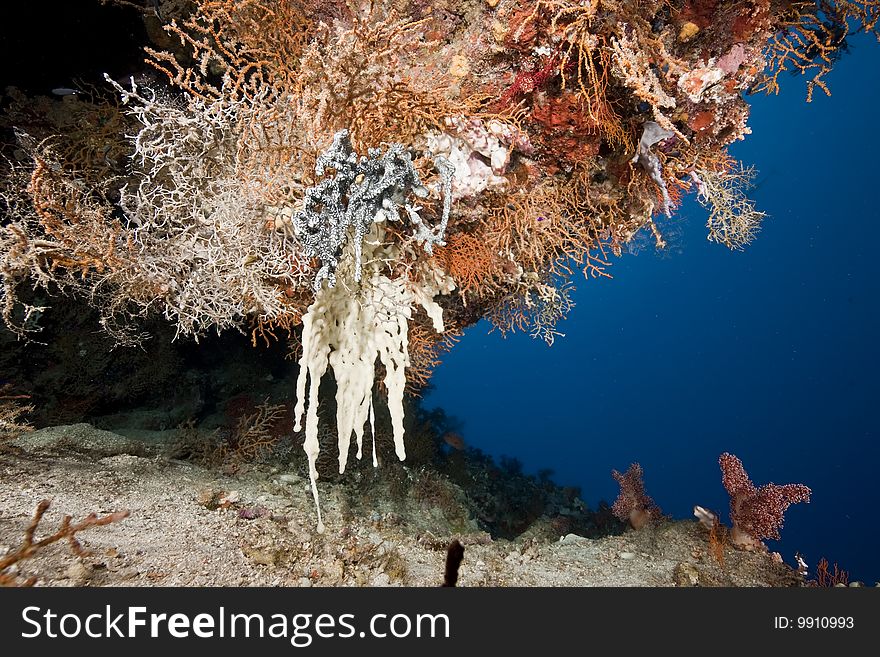 Ocean and coral taken in the red sea.