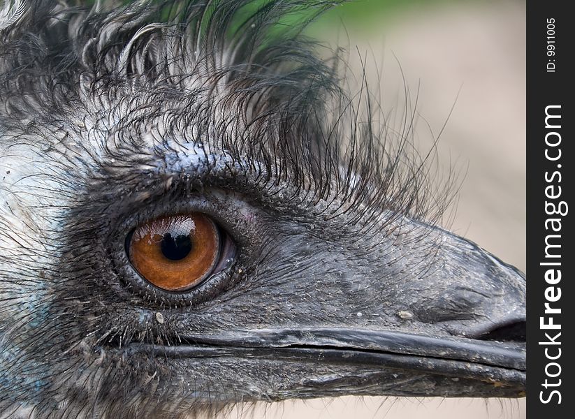 Ostrich Eye