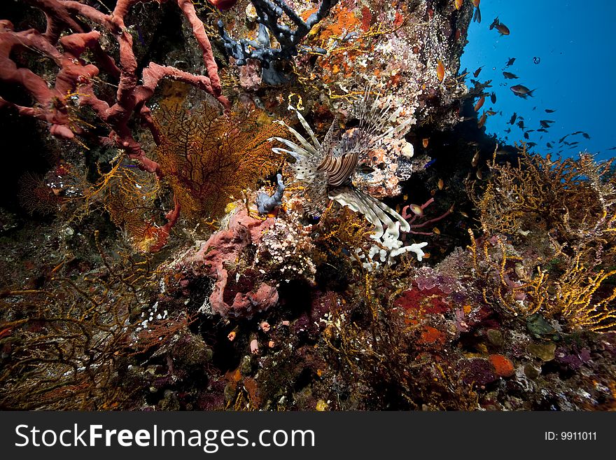 Ocean and coral taken in the red sea.