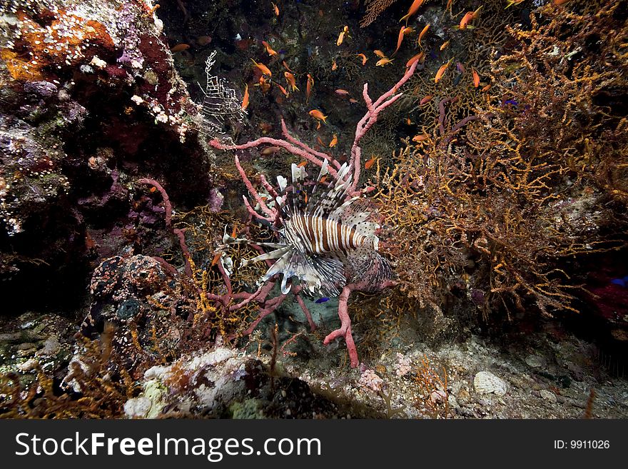 Ocean and coral taken in the red sea.