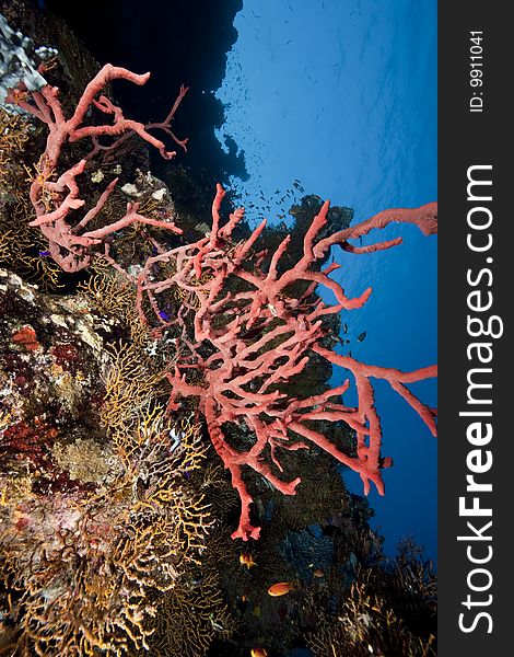 Ocean and coral taken in the red sea.