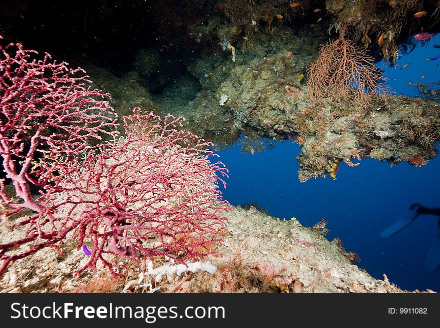 Ocean and coral taken in the red sea.