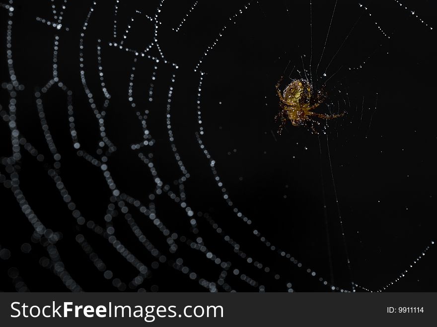 A spider waiting in its web covered in early morning dew. A spider waiting in its web covered in early morning dew