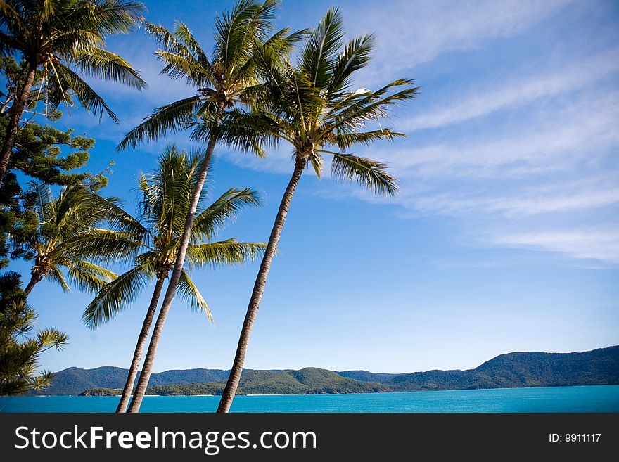 Palm Trees on a tropical beach