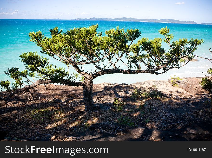 Tree On Cliff Over Beach