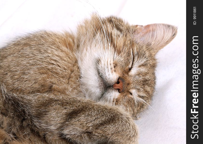 Sleeping cat blindly and a fluffy striped skin.