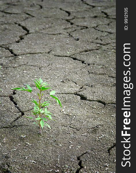 Dry clefted ground and green fresh plant. Dry clefted ground and green fresh plant