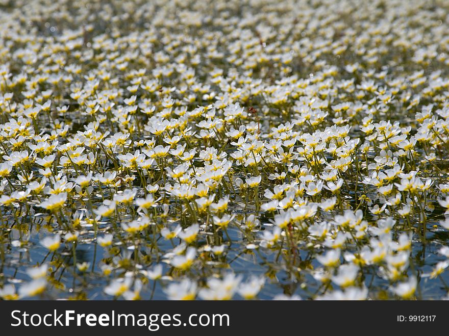 A great number of white and yellow flowers. A great number of white and yellow flowers
