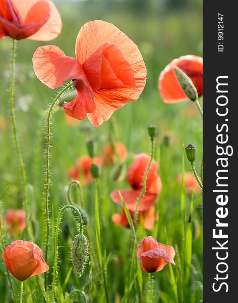 Bright red furry poppy flowers on green background