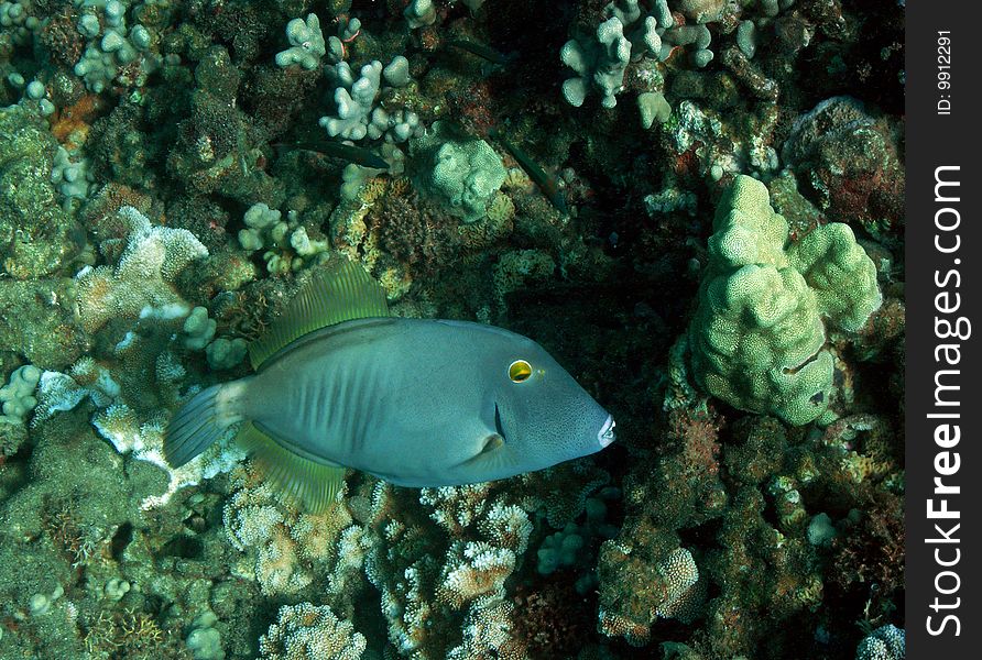 Barred Filefish at Honolua Bay, Maui. Barred Filefish at Honolua Bay, Maui.
