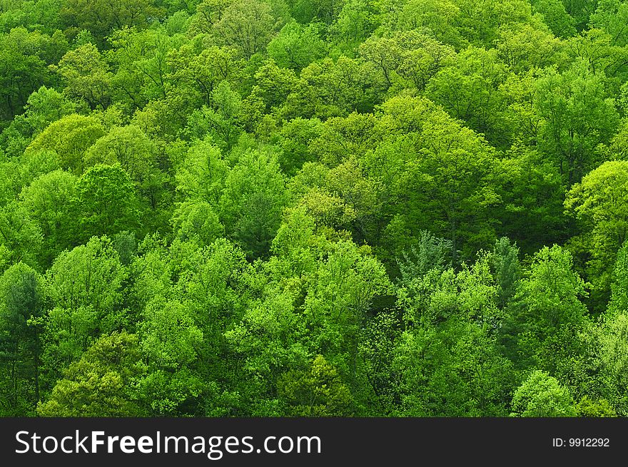 Forest of many green trees
