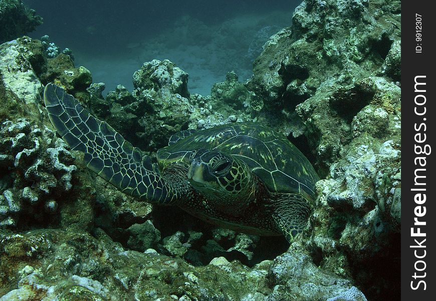 Turtle at Honolua Bay, Maui. Turtle at Honolua Bay, Maui.