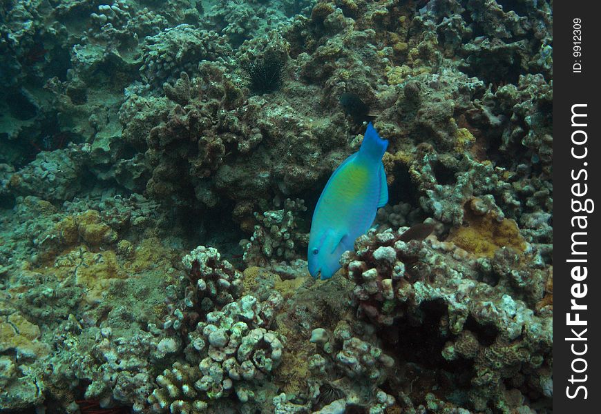 Vertical Parrotfish