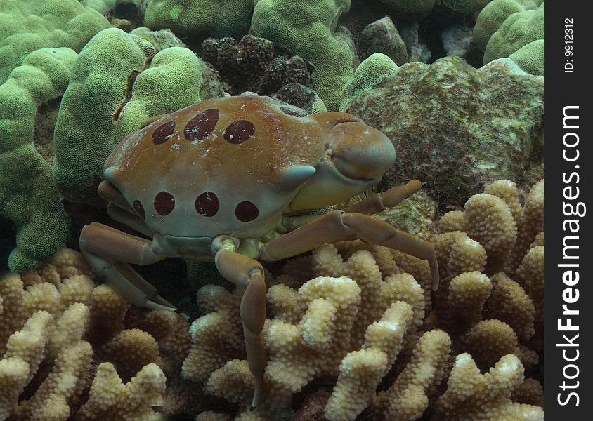 Crab on Cauliflower Coral at Ahihi Kinau, Maui.