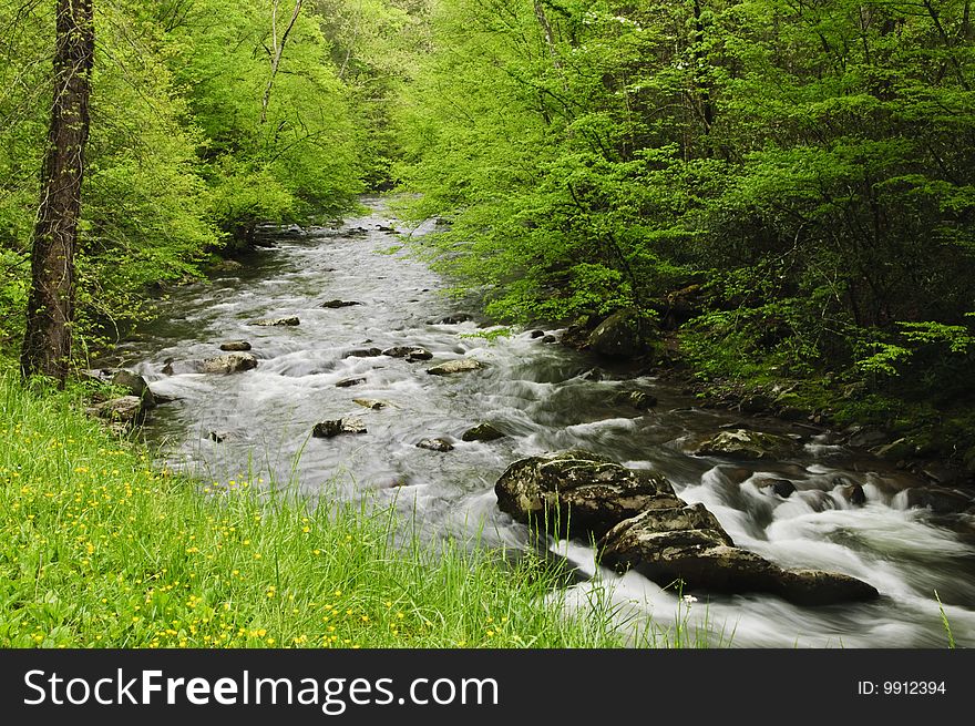 Creek Flowing Through Forest