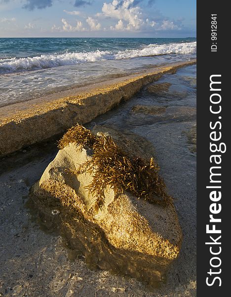 Seaweed on Rock along the Caribbean Sea