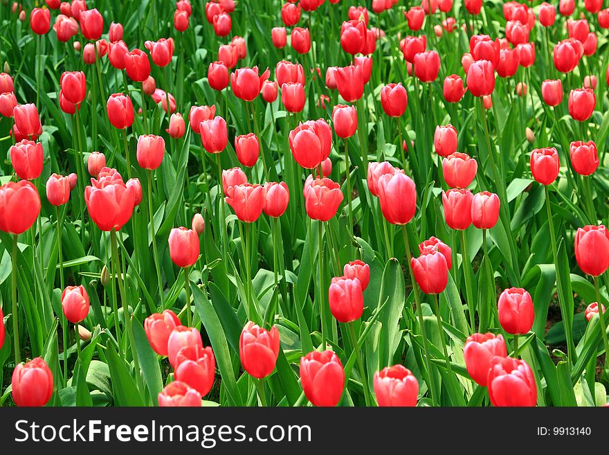 Closeup  of many red tulips