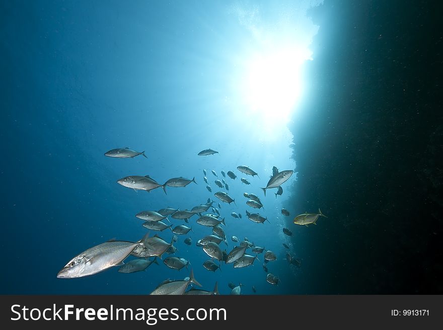 Ocean, sun and trevally taken in the red sea.
