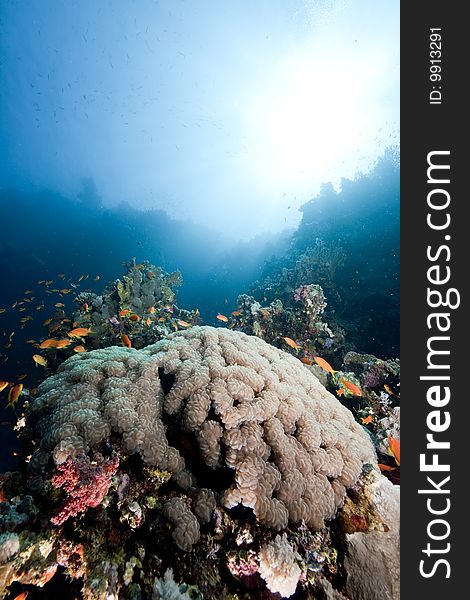 Ocean, coral and sun taken in the red sea.