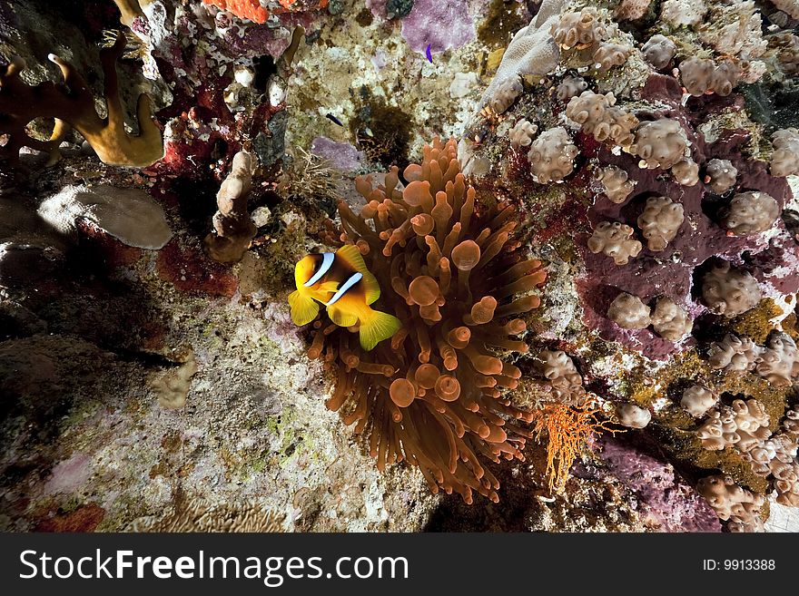 Ocean, coral and a red anemone taken in the red sea.