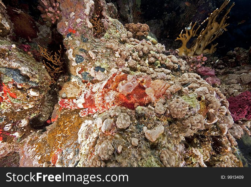 Ocean, coral and scorpionfish taken in the red sea.