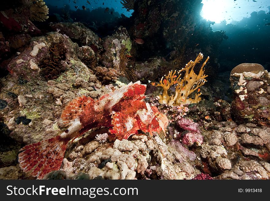 Ocean, coral and scorpionfish taken in the red sea.